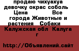 продаю чихуахуа девочку,окрас соболь › Цена ­ 25 000 - Все города Животные и растения » Собаки   . Калужская обл.,Калуга г.